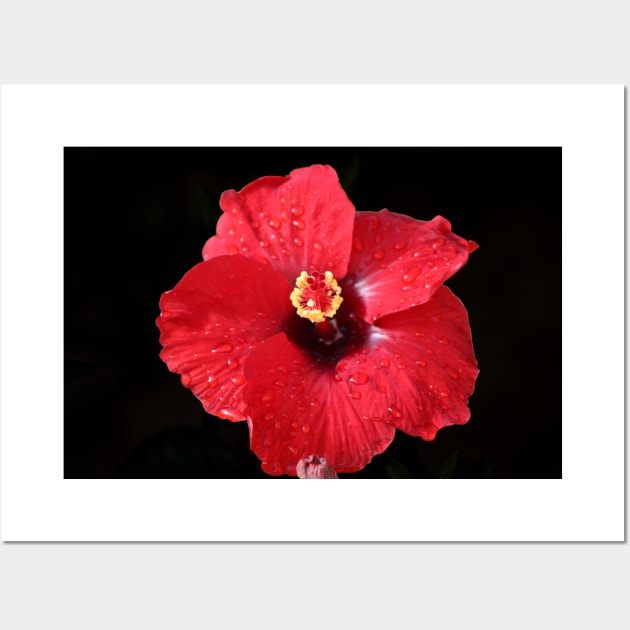 Red Hibiscus on Black Wall Art by ButterflyInTheAttic